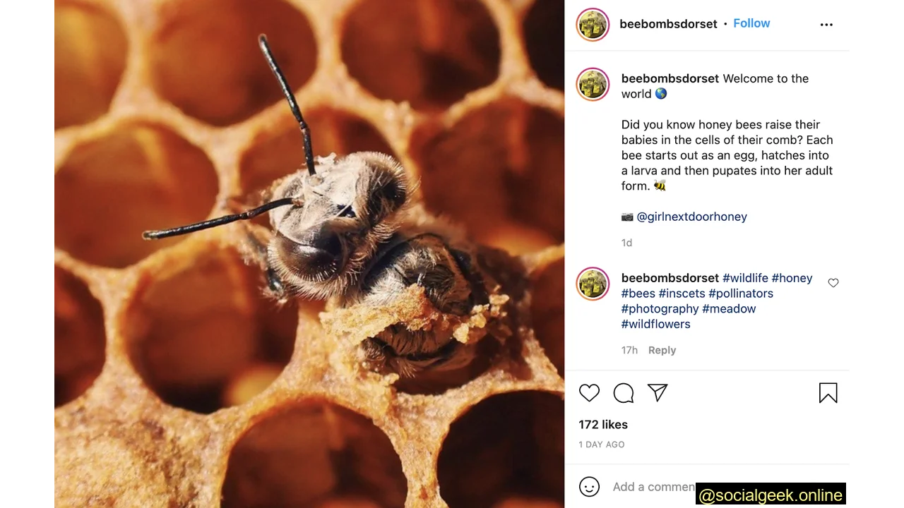 Educational Social Media Strategy